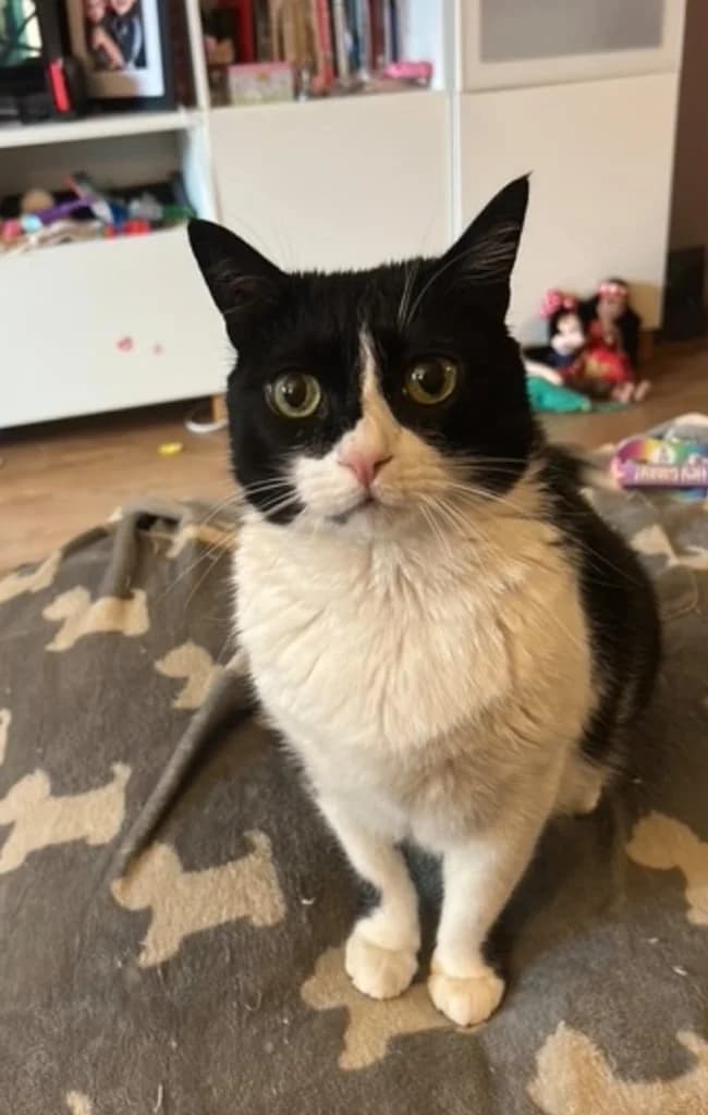 Milo, black female mixed breed for adoption at ISPCA, Dublin