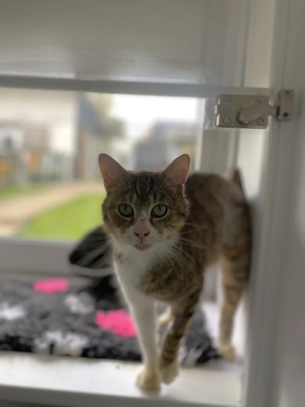 Mini Chopper photo 2