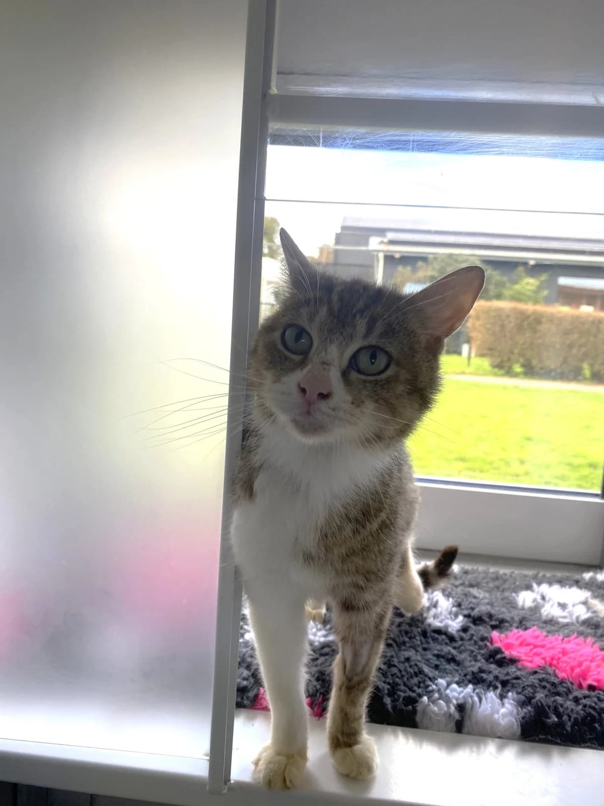 Mini Chopper photo 3