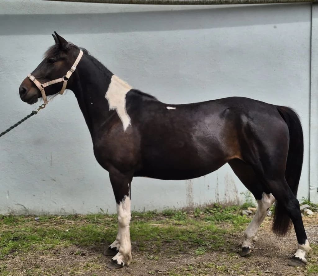 Molly,  (ISPCA)