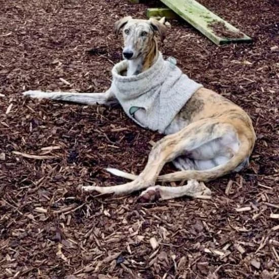Nina,  (ISPCA)