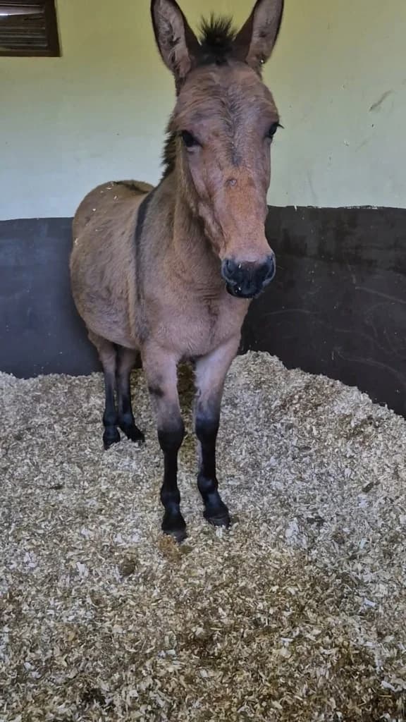 Rockie, male young mixed breed for adoption at ISPCA, Dublin