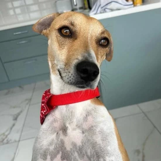 Rubble,  (ISPCA)