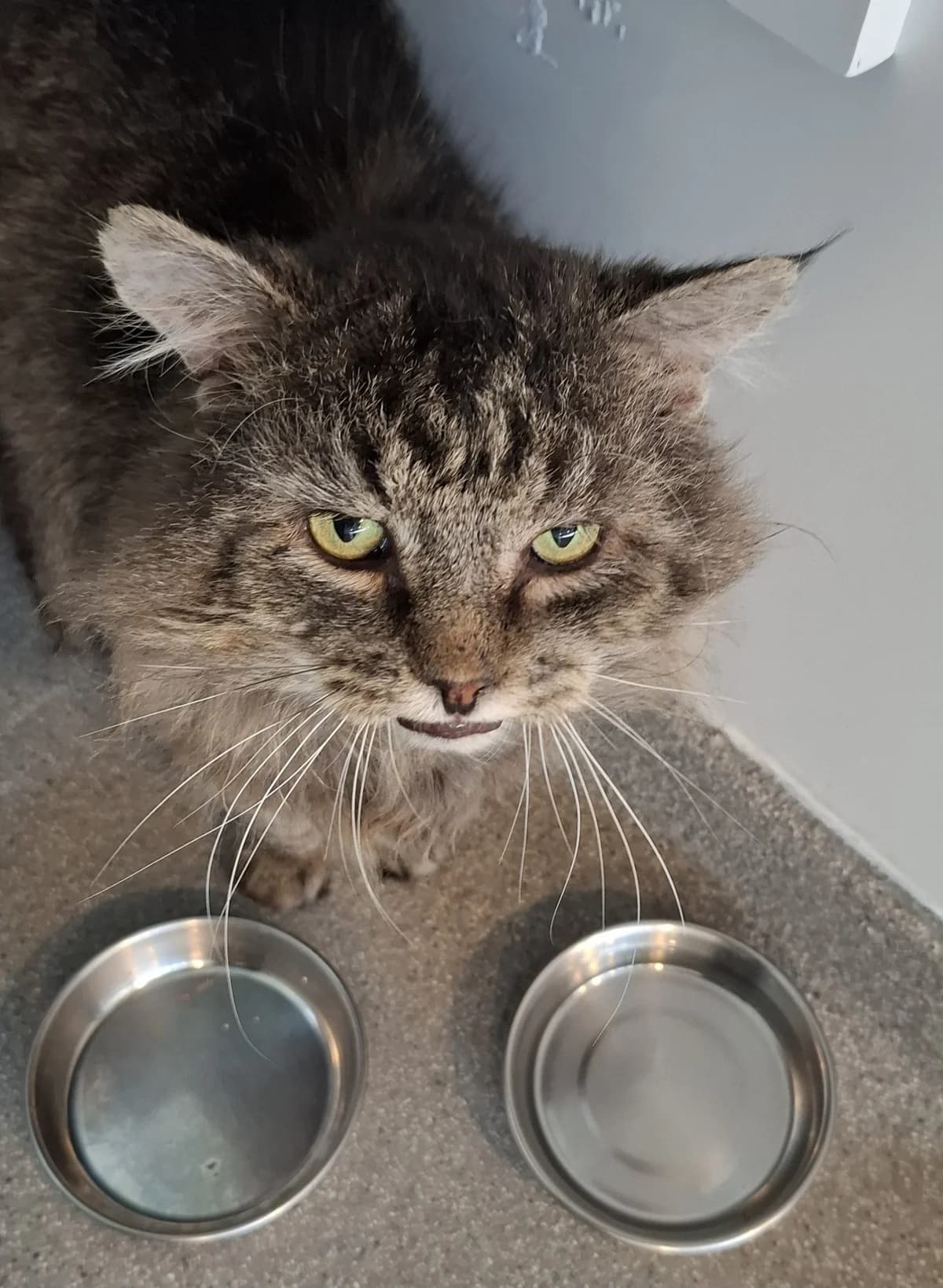 Saint Joseph- FIV+ photo 2