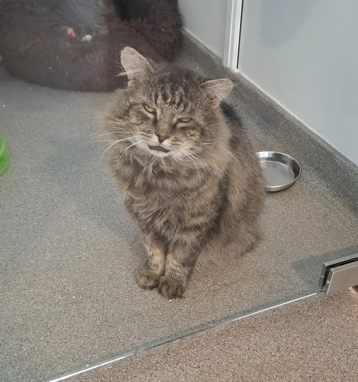 Saint Joseph- FIV+ photo 3