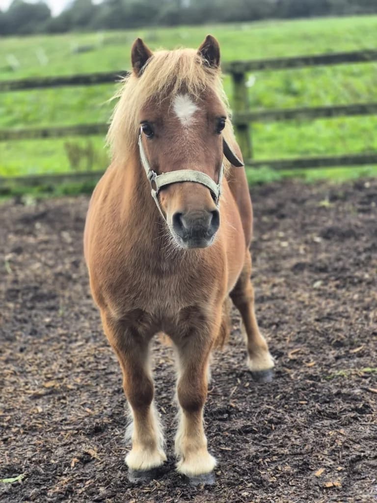 Seamus, male mixed breed for adoption at ISPCA, Dublin
