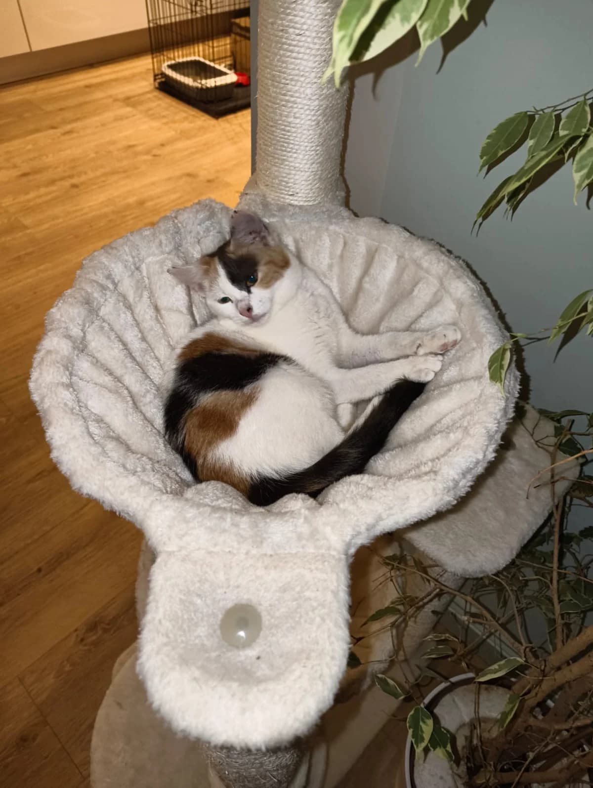 Sharon-  FIV+ photo 2