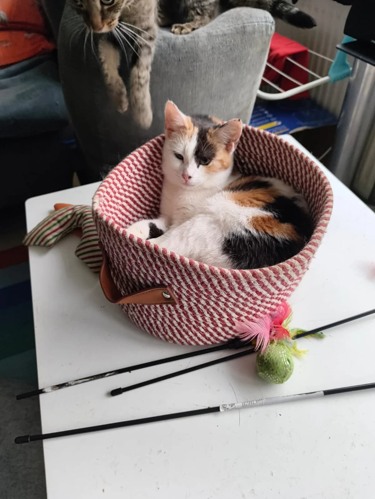 Sharon-  FIV+ photo 3