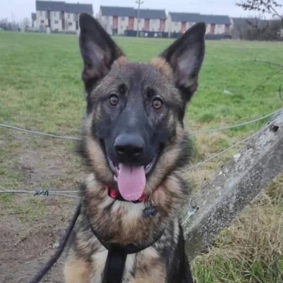 Tyson, male mixed breed for adoption at ISPCA, Dublin