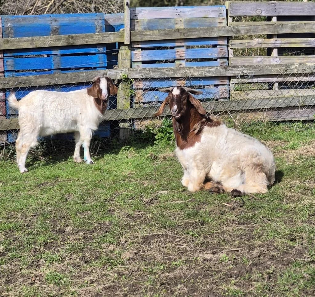 Zac & Isaac, white male mixed breed for adoption at ISPCA, Dublin