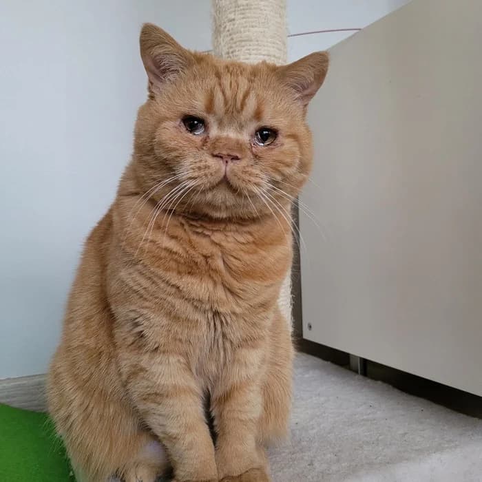 Grettir, Mixed Breed (Dýrahjálp Íslands)