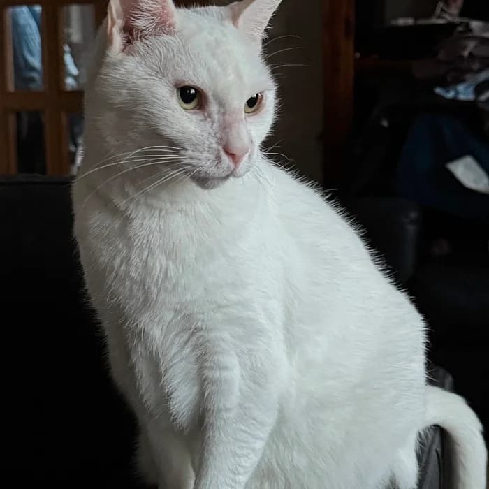 Ísey og Fönn, female Mixed Breed for adoption at Dýrahjálp Íslands
