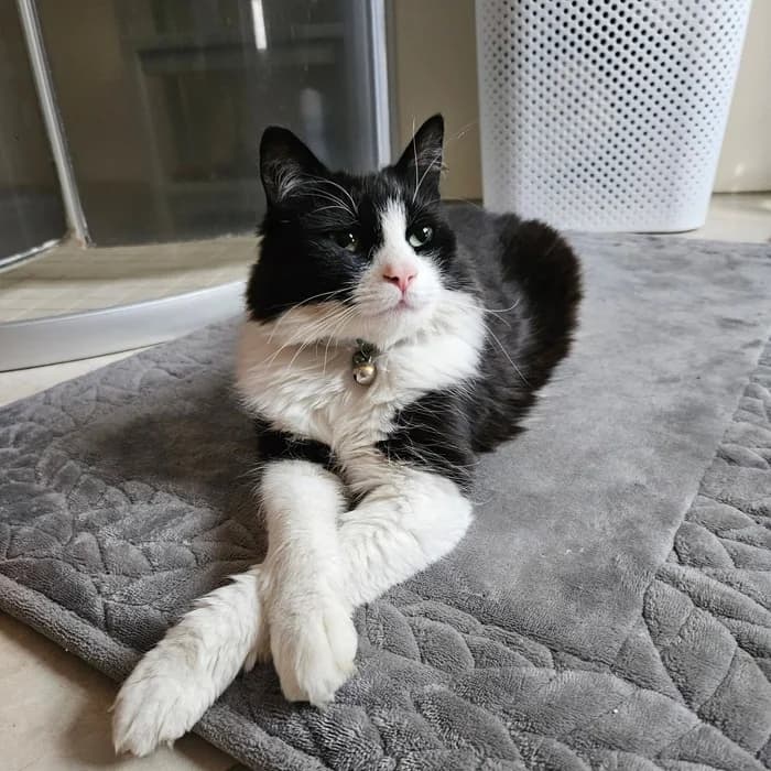 Kormákur Klossi, Mixed Breed (Dýrahjálp Íslands)