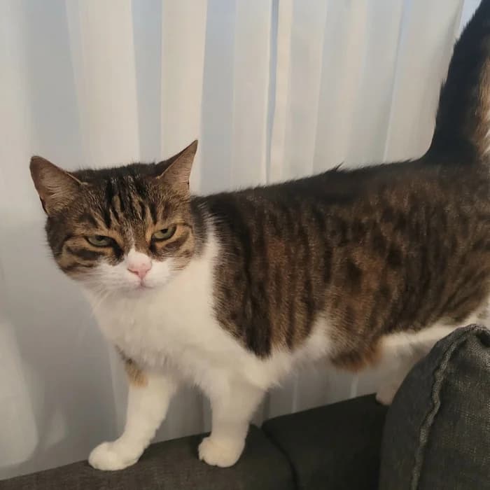 Lady, Mixed Breed (Dýrahjálp Íslands)