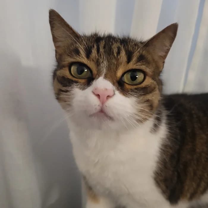 Lady, female Mixed Breed for adoption at Dýrahjálp Íslands