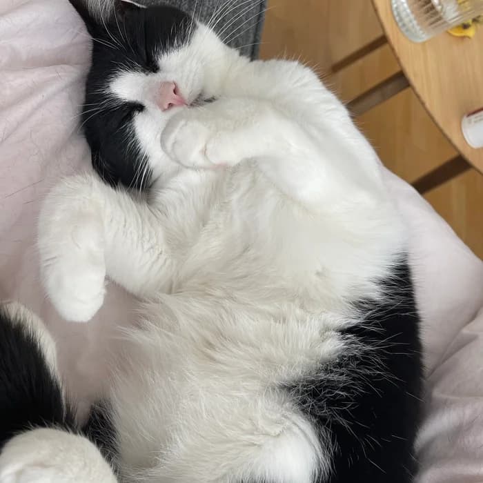 Loki, Mixed Breed (Dýrahjálp Íslands)