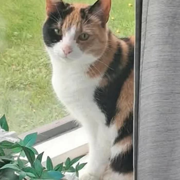 Rósa og Nala, female Mixed Breed for adoption at Dýrahjálp Íslands