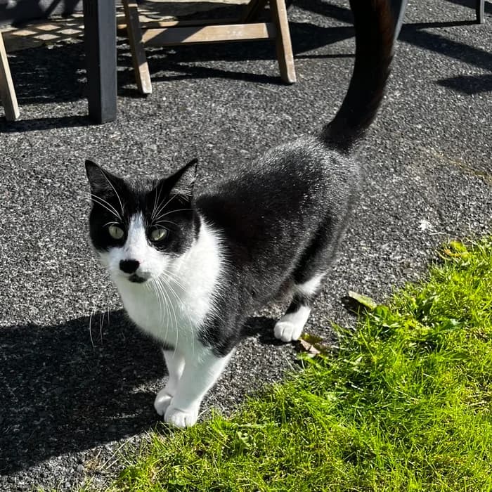 Skúli og Flosi, Mixed Breed (Dýrahjálp Íslands)