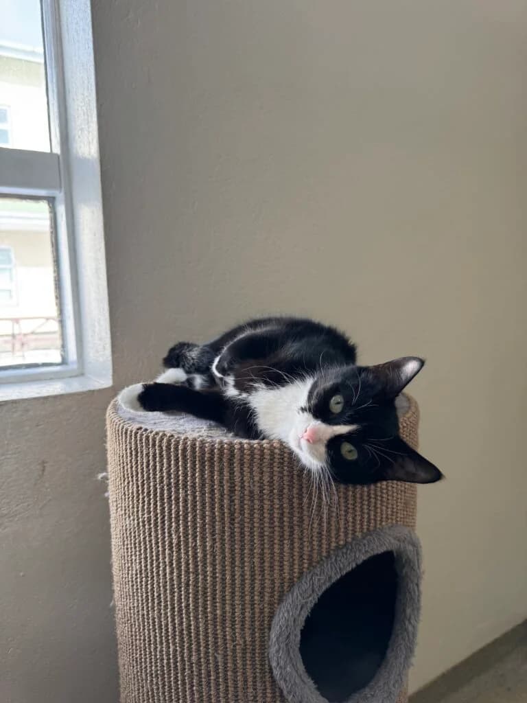 Elsa 3 ára – Útiköttur, female Mixed Breed for adoption at Kattholt Iceland, Reykjavik