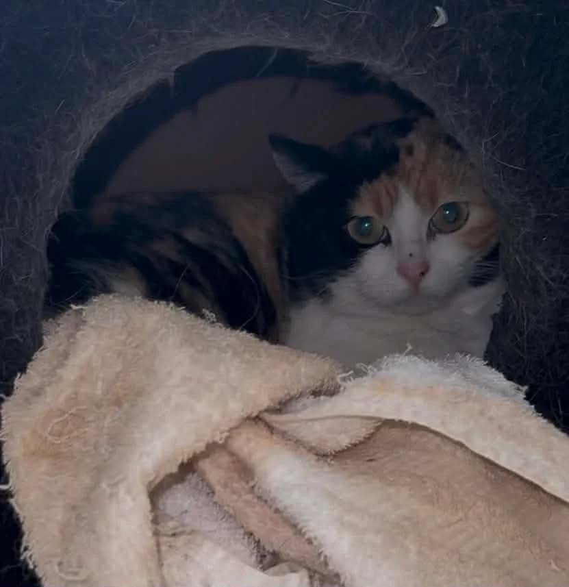 Gugga Bína 2 ára, female Mixed Breed for adoption at Kattholt Iceland, Reykjavik