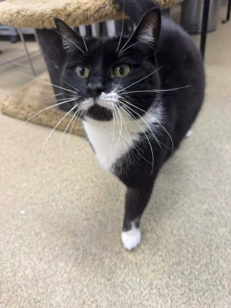 Bandita 6 ára – Útikisa, female Mixed Breed for adoption at Kattholt Iceland, Reykjavik