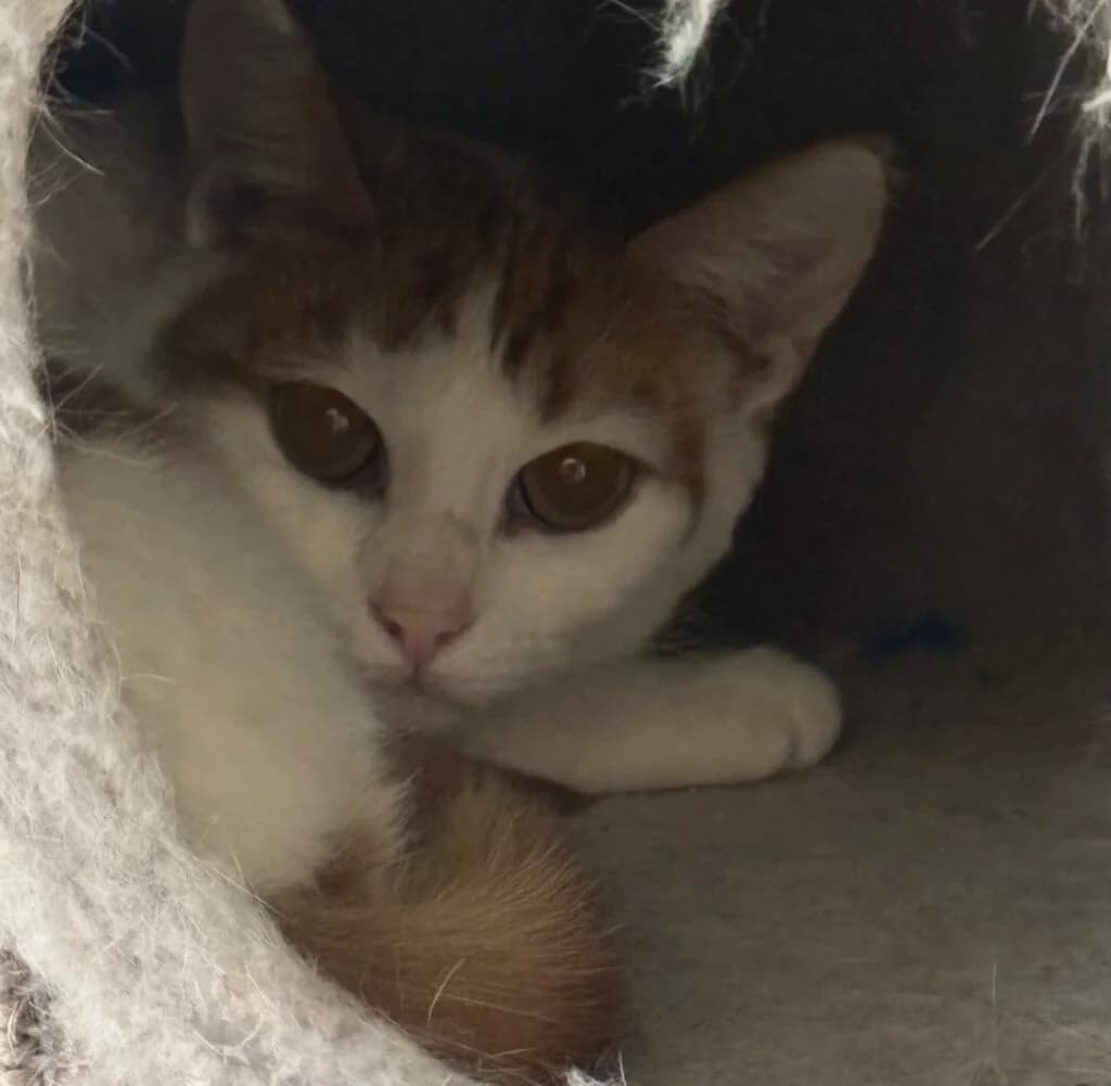 Gella 3 ára – Innikisa, female Mixed Breed for adoption at Kattholt Iceland, Reykjavik