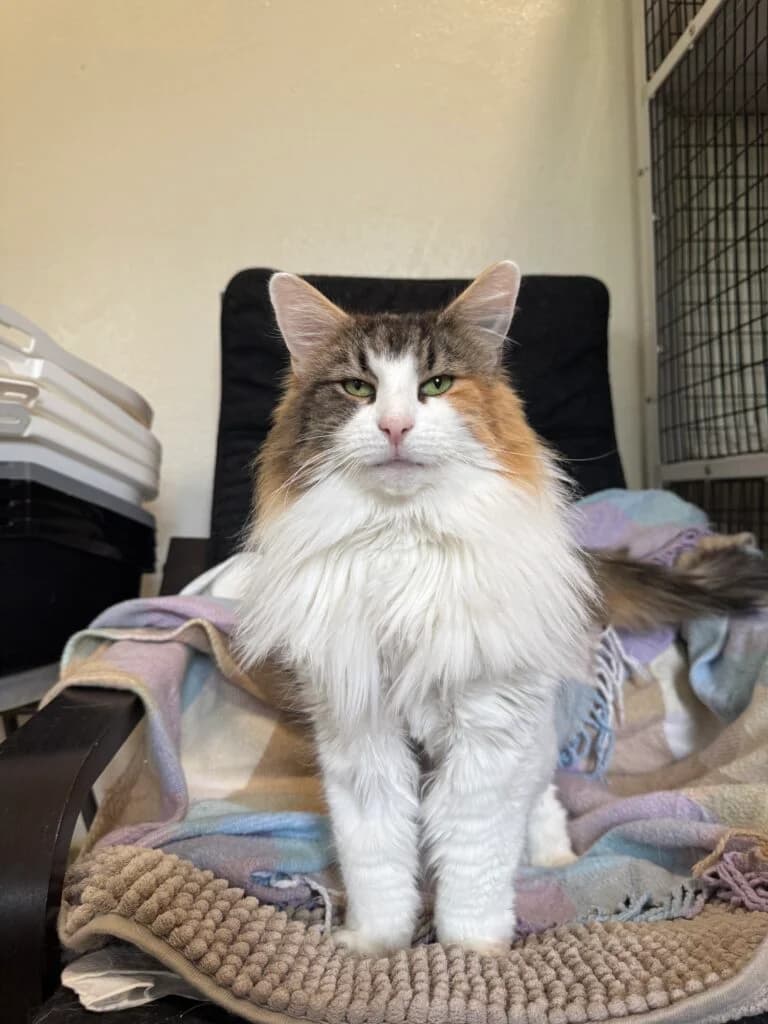 Gyðja 9 ára – Innikisa, female Mixed Breed for adoption at Kattholt Iceland, Reykjavik