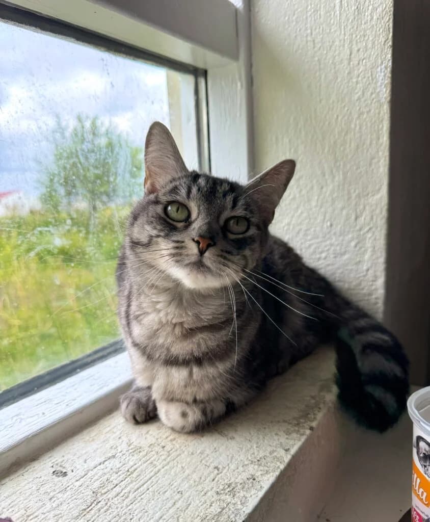 Maxí – Útikisa, female Mixed Breed for adoption at Kattholt Iceland, Reykjavik