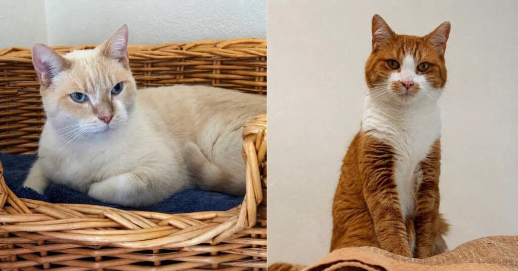 Bossi og Bambus – Innikettir, male Mixed Breed for adoption at Kattholt Iceland, Reykjavik