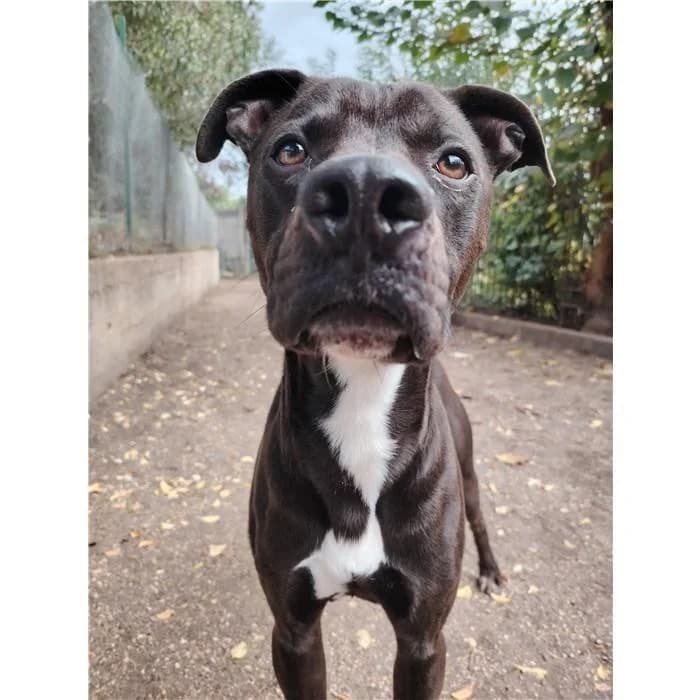 Capitano, Nero Bianco male 3yo Pit Bull Terrier for adoption at Canile della Muratella, Rome