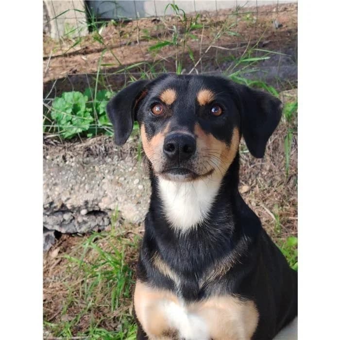 Capitano, Nero Focato male 3yo mixed breed for adoption at Canile della Muratella, Rome