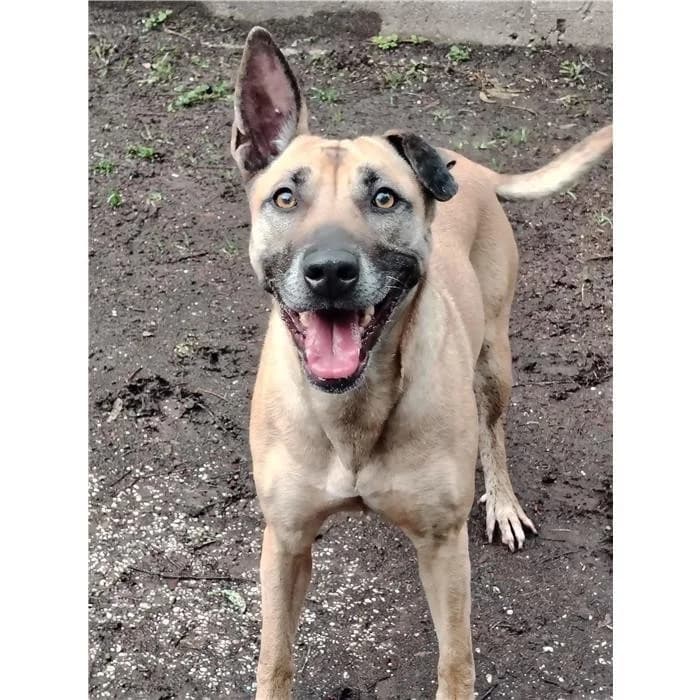 Capitano, fulvo focato female 5yo mixed breed for adoption at Canile della Muratella, Rome