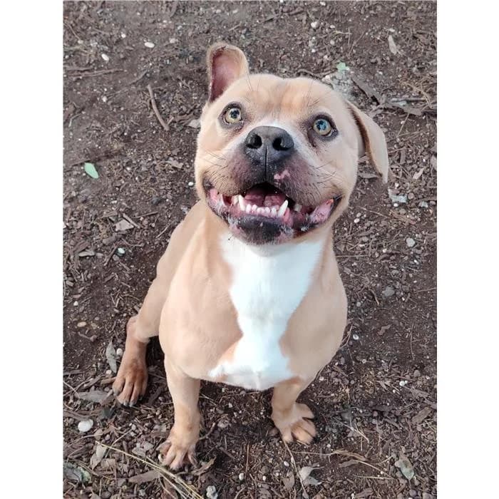 Capitano, Fulvo male 4yo Pit Bull Terrier for adoption at Canile della Muratella, Rome