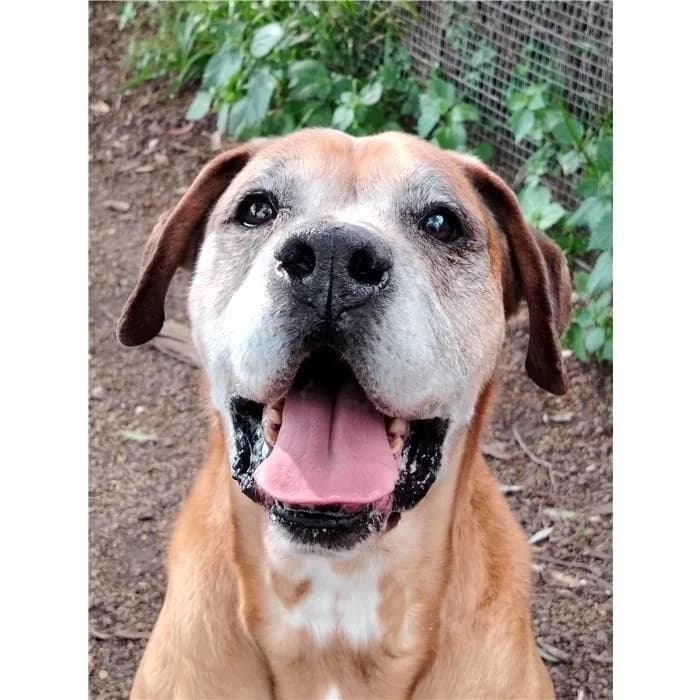 Claus, Fulvo male senior mixed breed for adoption at Canile della Muratella, Rome