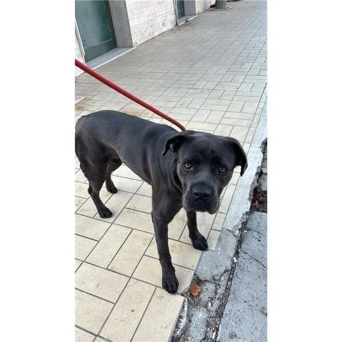 Claus, grigio female young mixed breed for adoption at Canile della Muratella, Rome
