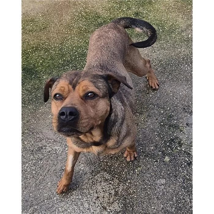 Smeagol, fulvo focato female senior mixed breed for adoption at Canile della Muratella, Rome