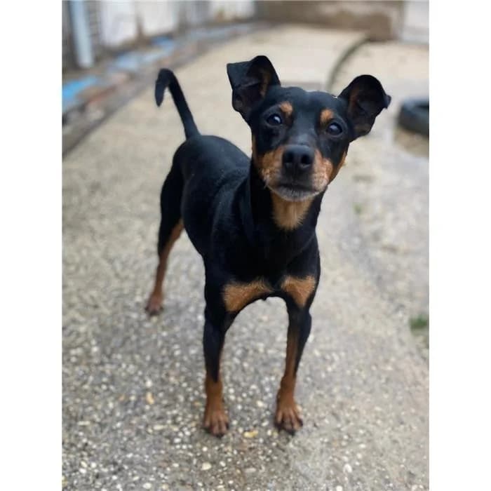 Smeagol, Nero Focato male young mixed breed for adoption at Canile della Muratella, Rome