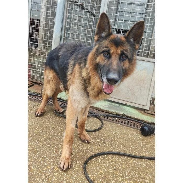 Smeagol, Nero Focato male 7yo German Shepherd for adoption at Canile della Muratella, Rome