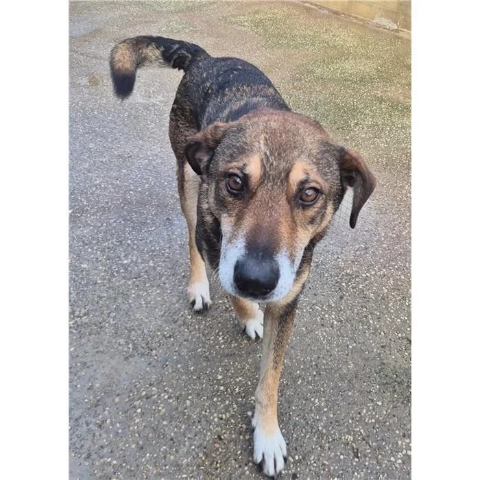 Smeagol, fulvo focato male 6yo mixed breed for adoption at Canile della Muratella, Rome
