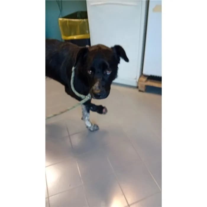 Aurora, Nero Bianco female 3yo mixed breed for adoption at Canile della Muratella, Roma