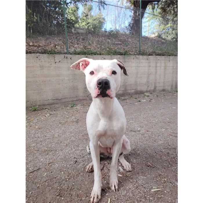 Smeagol, Bianco Nero female 4yo mixed breed for adoption at Canile della Muratella, Rome