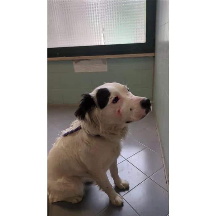 Run, Bianco Nero female 4yo mixed breed for adoption at Canile della Muratella, Roma