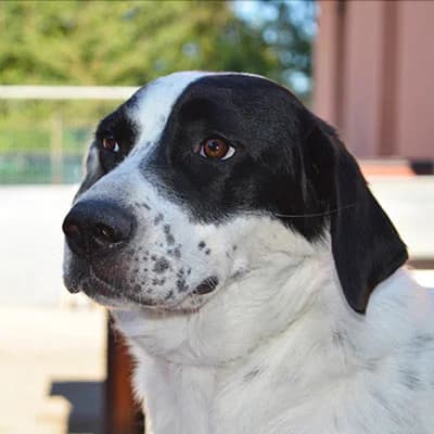 MEMOLE, female senior Mixed Breed for adoption at ENPA, Rome