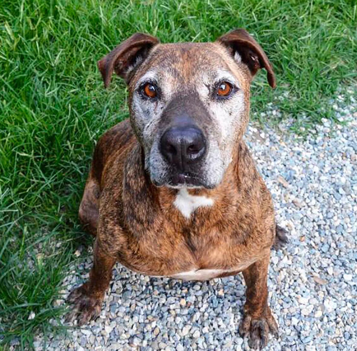 SHREK,  Mixed Breed for adoption at ENPA, Rome