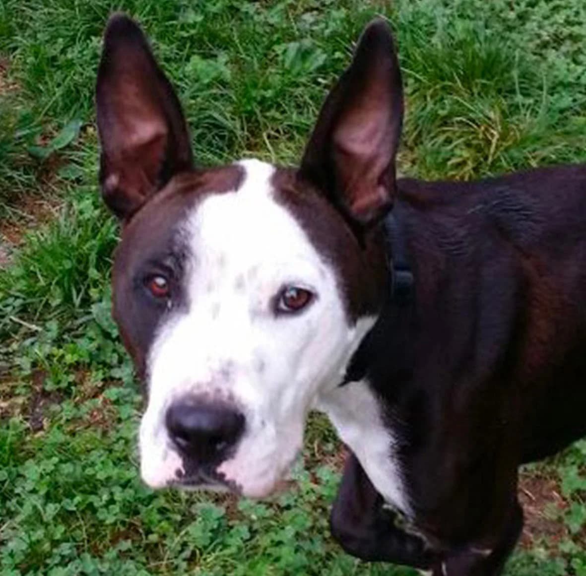 KINO,  Mixed Breed for adoption at ENPA, Rome