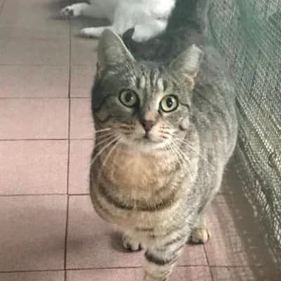 PAOLINA,  Domestic Shorthair for adoption at ENPA, Rome
