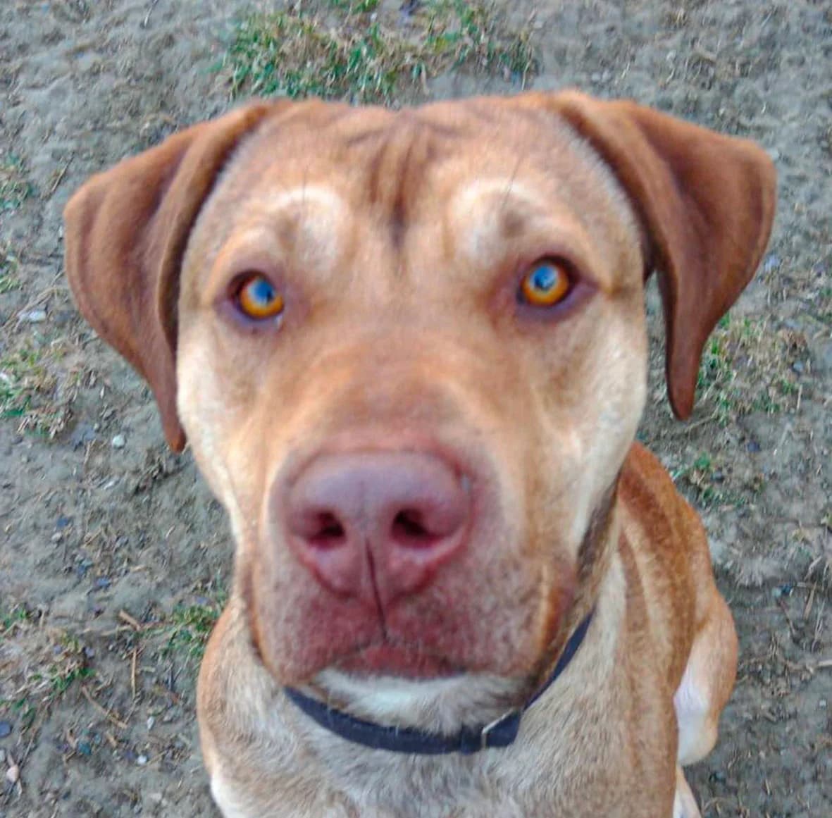 BULLY,  Mixed Breed for adoption at ENPA, Rome