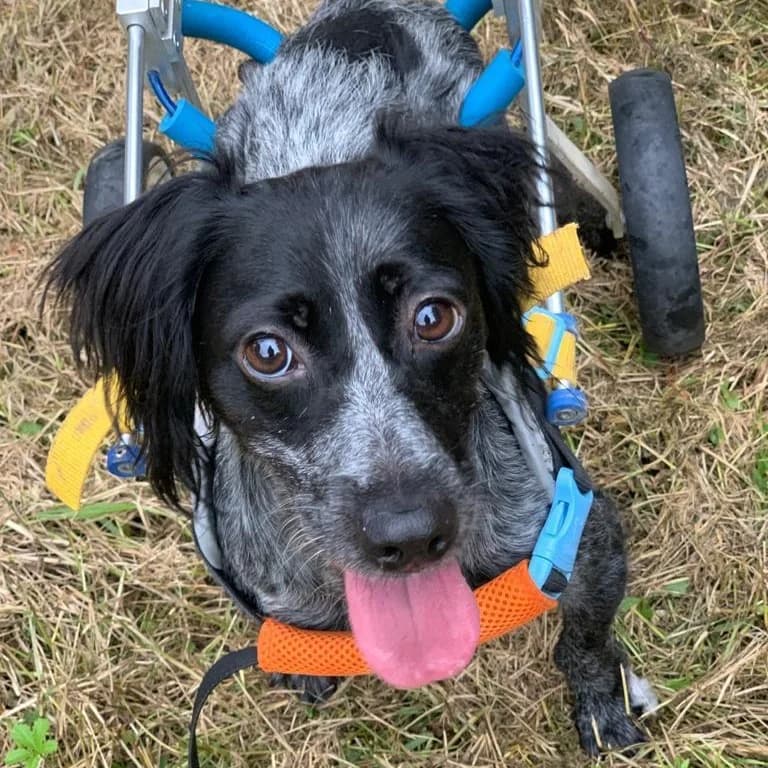 ISA,  Mixed Breed for adoption at ENPA, Rome