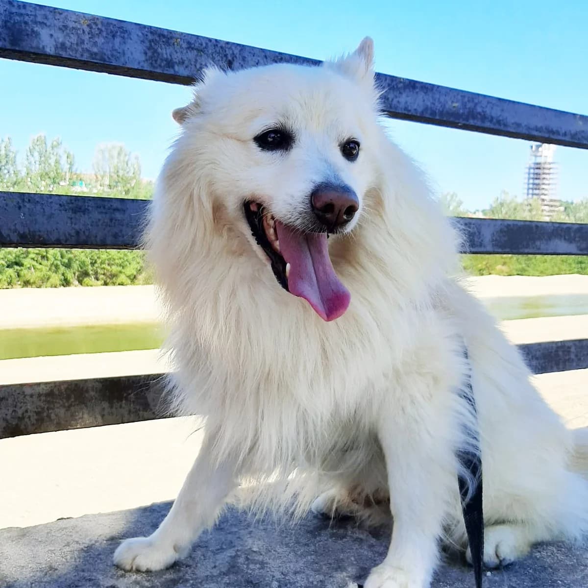ROCKY,  Mixed Breed for adoption at ENPA, Rome