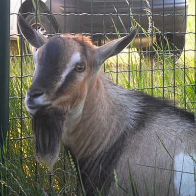 JAMES,  Domestic Goat for adoption at ENPA, Rome